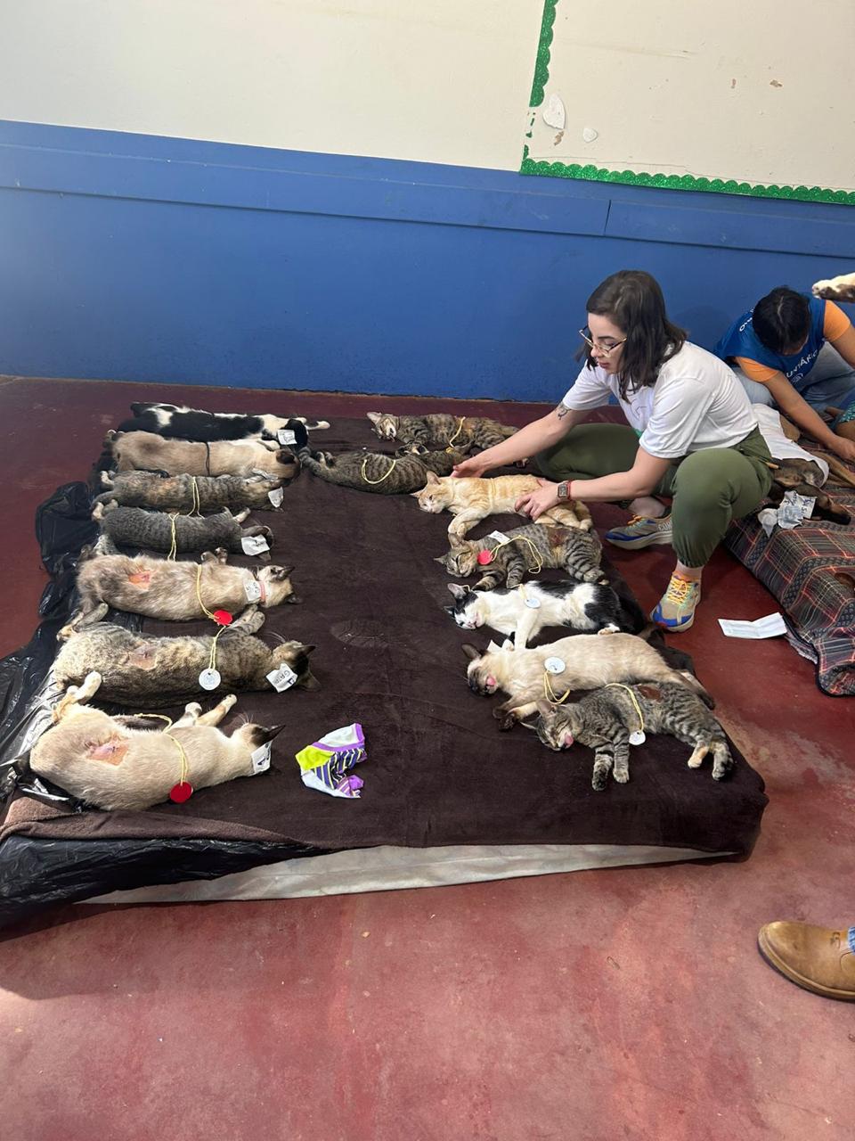 Gatinhos em recuperação